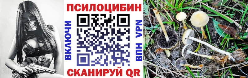 Псилоцибиновые грибы Psilocybe  сколько стоит  Катав-Ивановск 